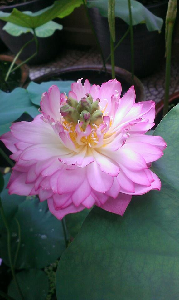 Sen cung đình hồng. Ảnh: FB Kim Oanh Nguyễn Thị.