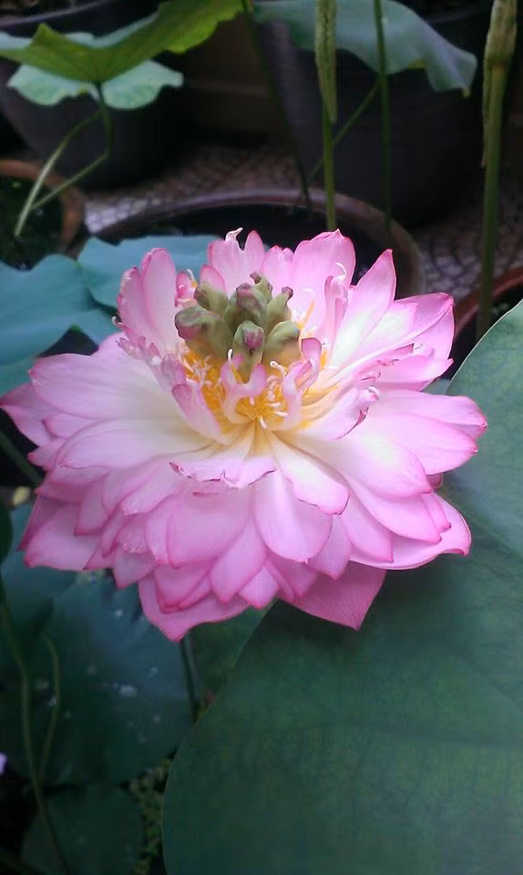 Sen cung đình hồng. Ảnh: FB Kim Oanh Nguyễn Thị.