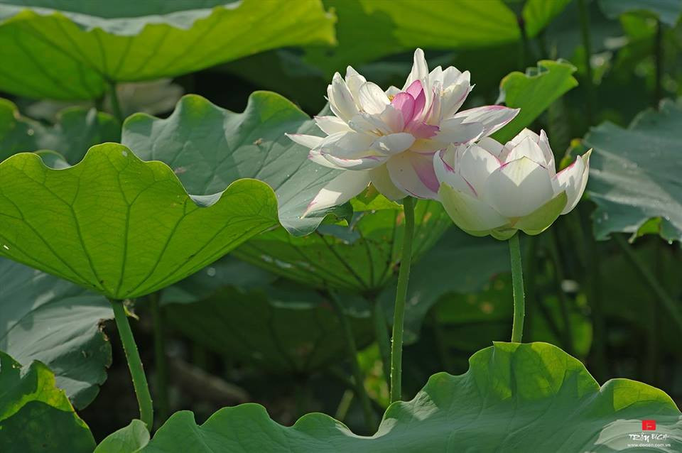 Sen trắng viền hồng. Ảnh: FB Kim Oanh Nguyễn Thị.