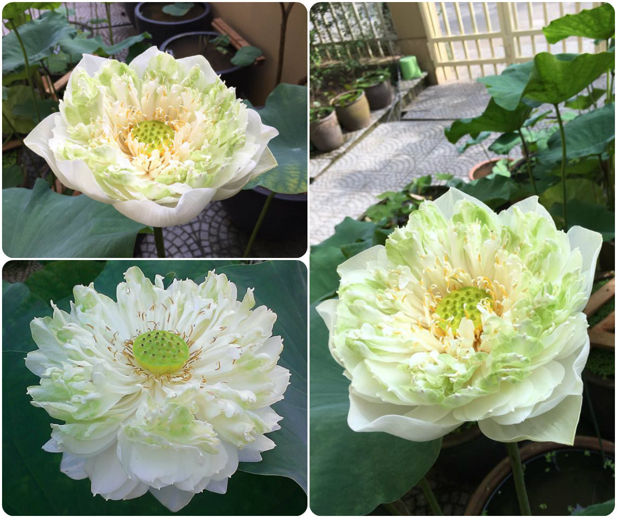 Hoa sen Nhật nhìn giống như một chiếc bắp cải. Ảnh: FB Kim Oanh Nguyễn Thị.