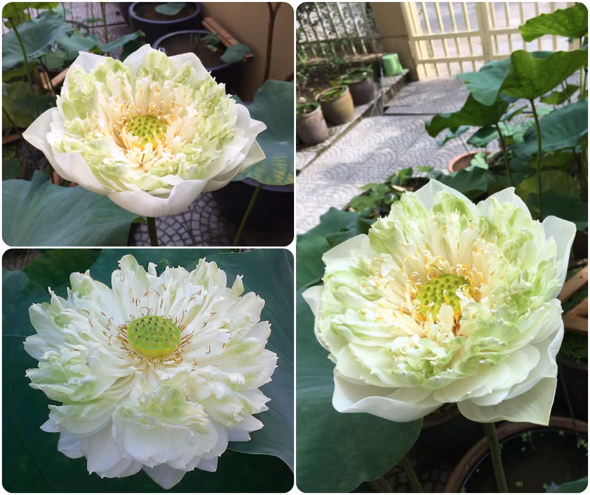 Hoa sen Nhật nhìn giống như một chiếc bắp cải. Ảnh: FB Kim Oanh Nguyễn Thị.