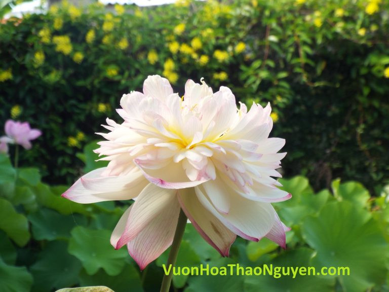 Hoa sen Pink lady lotus. Ảnh: vuonhoathaonguyen.com.