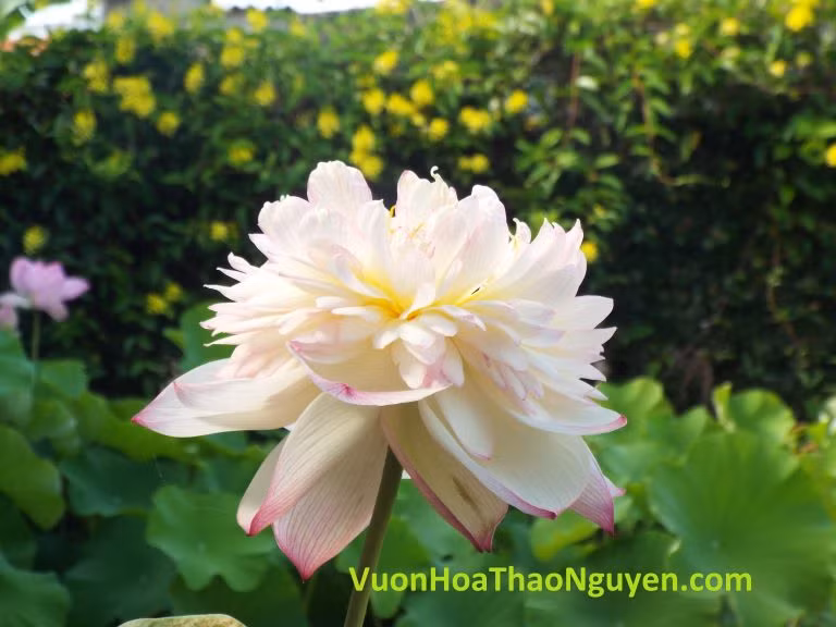 Hoa sen Pink lady lotus. Ảnh: vuonhoathaonguyen.com.