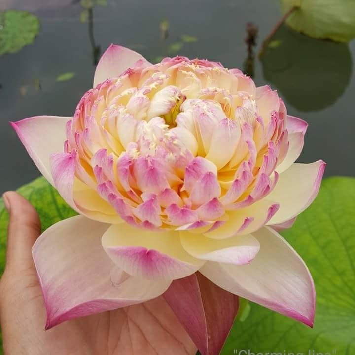 Hoa sen vàng kép viền hồng này còn có tên hoa sen Charming Lips Thái Lan. Ảnh: FB Bùi Quang Vinh.