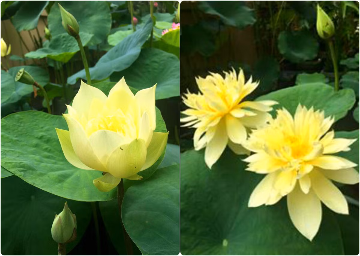 Loại hoa kép có màu vàng đậm, cánh dày. Ảnh: FB Kim Oanh Nguyễn Thị.