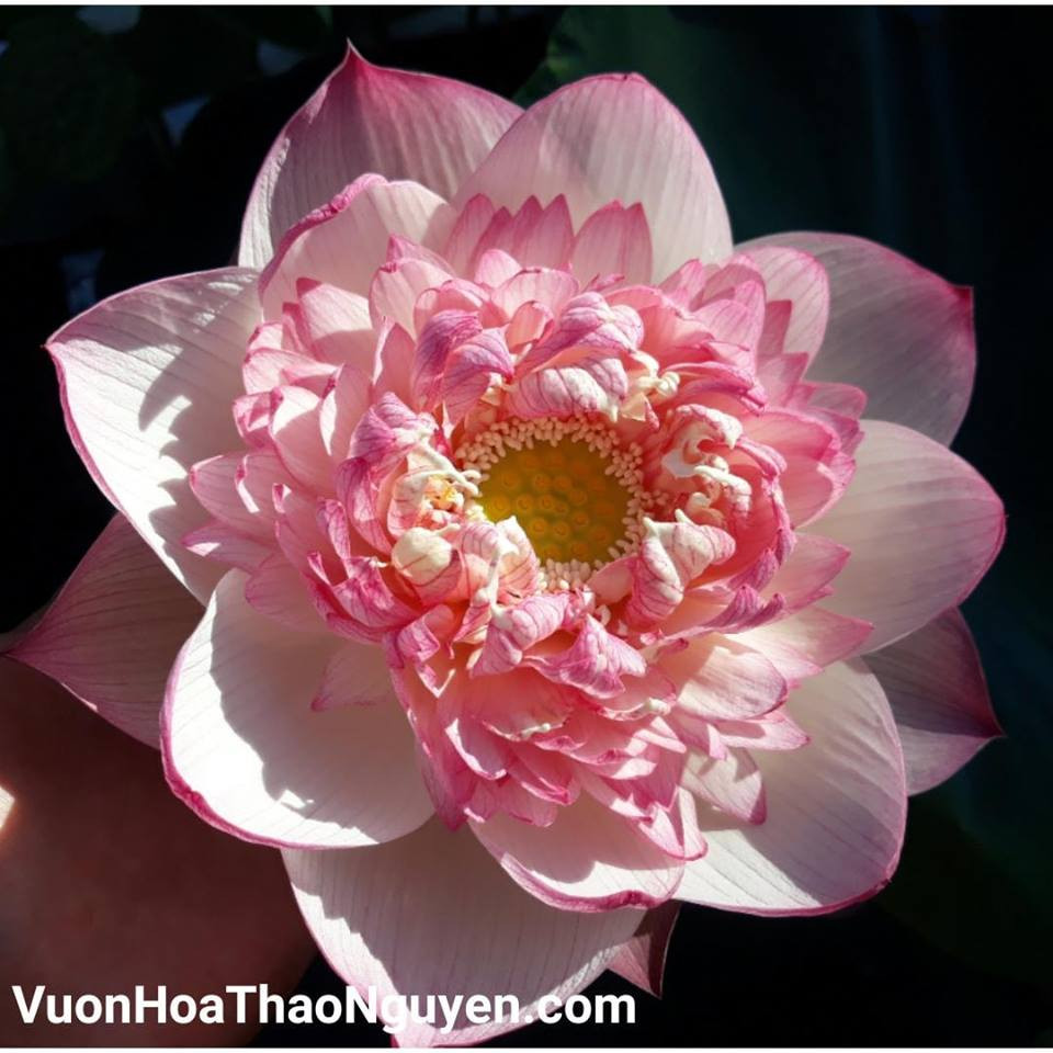 Loại hoa này còn có tên là sen kim cương hồng kép. Ảnh: vuonhoathaonguyen.com.