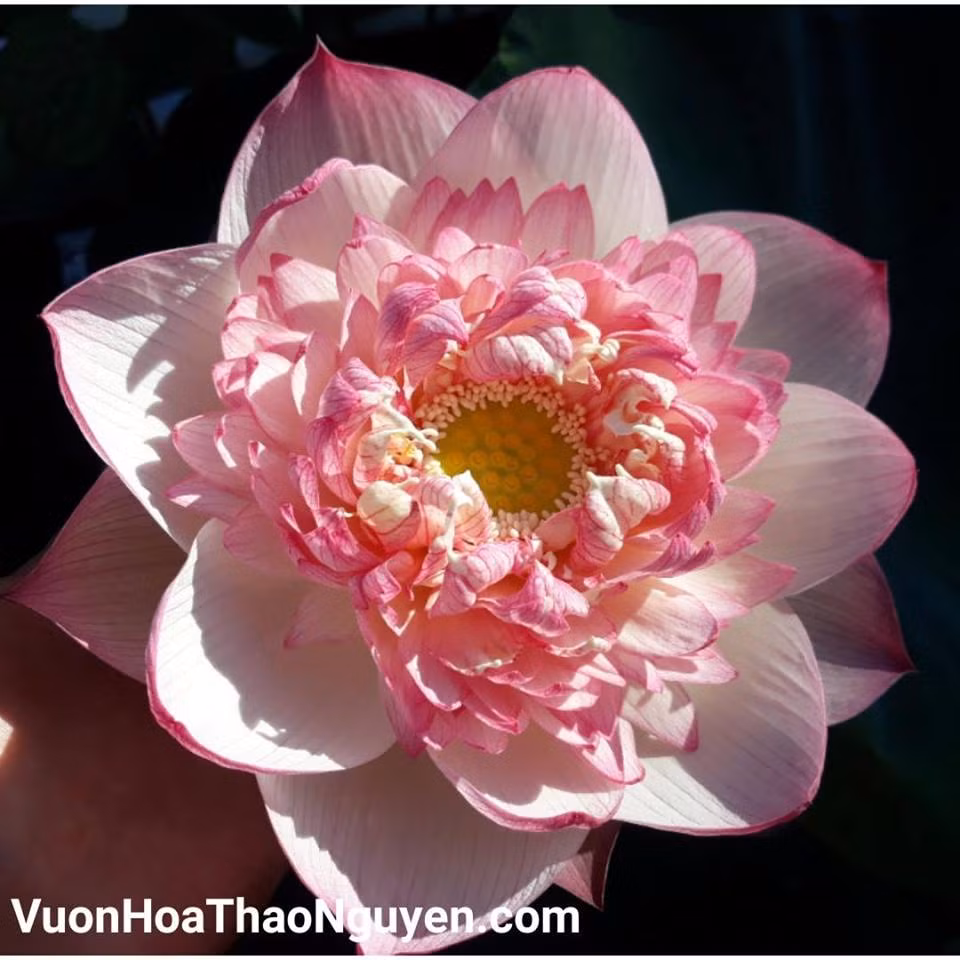 Loại hoa này còn có tên là sen kim cương hồng kép. Ảnh: vuonhoathaonguyen.com.