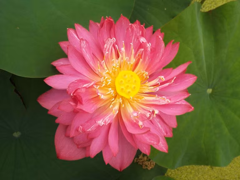 Hoa Sen đỏ Drop Blood là loại hoa sen có màu hồng đỏ, loại cánh kép. Ảnh: vuonhoathaonguyen.com. 