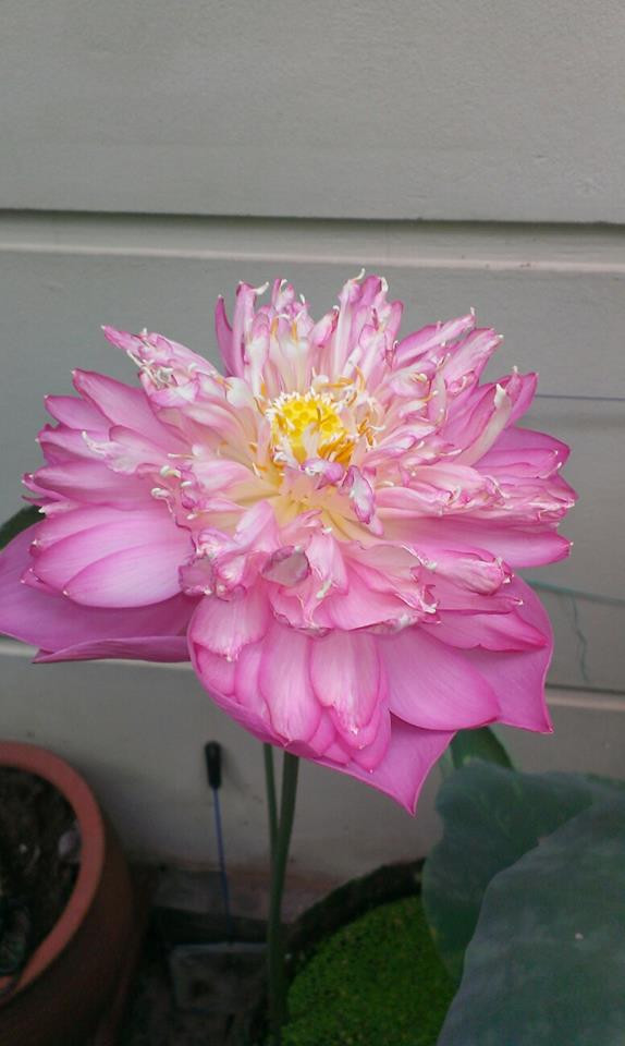 Sen quan âm hồng. Ảnh: FB Kim Oanh Nguyễn Thị.