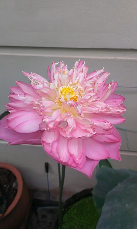 Sen quan âm hồng. Ảnh: FB Kim Oanh Nguyễn Thị.