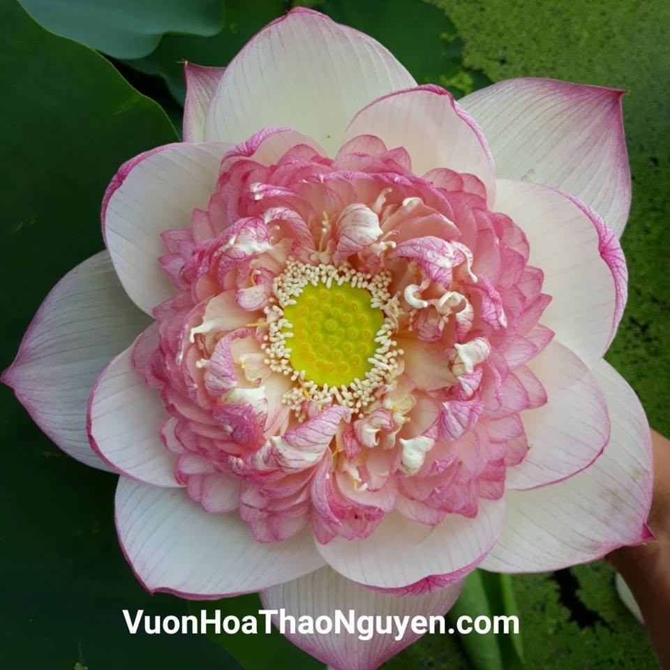 Hoa sen Pink Diamond Lotus. Ảnh: vuonhoathaonguyen.com.