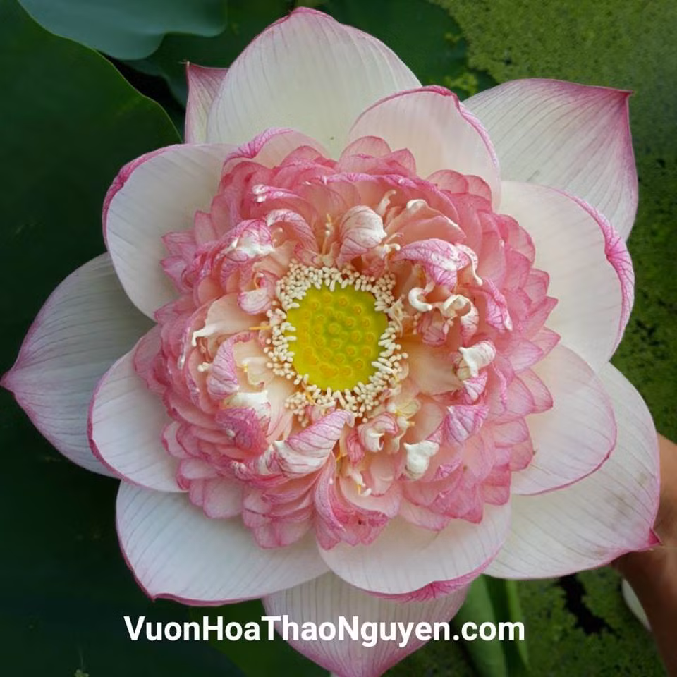 Hoa sen Pink Diamond Lotus. Ảnh: vuonhoathaonguyen.com.