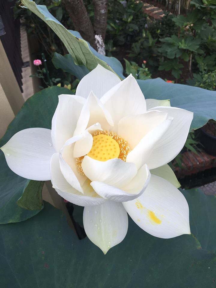 Sen cung đình trắng. Ảnh: FB Kim Oanh Nguyễn Thị.