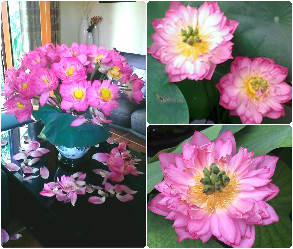 Sen hồng Lucky Pink Lotus. Ảnh: FB Kim Oanh Nguyễn Thị.