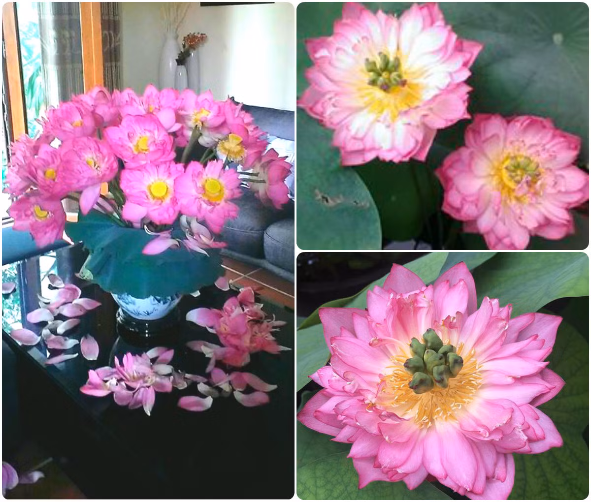 Sen hồng Lucky Pink Lotus. Ảnh: FB Kim Oanh Nguyễn Thị.