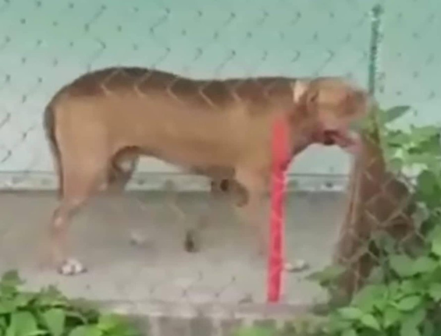 Chó Pitbull cắn chết 1 người rồi tấn công chủ trọng thương. Khuya ngày 20/5/2021, anh Hồ Thanh Hải (37 tuổi, ấp Bình Tây, xã Mỹ Bình, huyện Tân Trụ, Long An) dẫn chó pitbull nặng 60 kg đi từ nhà đến ấp 4, xã Nhị Thành, huyện Thủ Thừa (gần khu công nghiệp Hòa Bình) để uống cà phê. Khi đang ngồi cùng một thanh niên, chó pitbull bất ngờ lao tới tấn công vị khách khiến người này tử vong. Anh Hải cứu bạn cũng bị con chó tấn công, bị thương nặng.