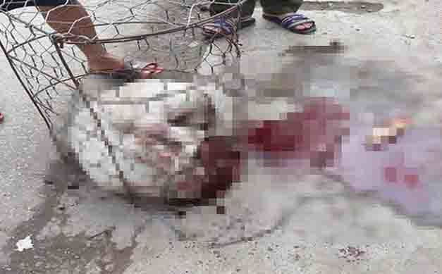  Dân vây bắt đánh chết chó pitbull cắn 2 phụ nữ. Sáng 18/11/2018, tại xóm Chợ, thôn Ba Lăng, xã Dũng Tiến (huyện Thường Tín, Hà Nội), một người phụ nữ khoảng 30 tuổi mở cửa lồng sắt cho con chó pitbull của nhà nuôi ăn thì bất ngờ bị chó xông ra cắn. Thấy chủ nhà bị chó cắn, chị P. (hàng xóm) cầm gậy vào giải cứu cũng bị con chó này lao tới cắn. Hai người phụ nữ bị thương được đưa đi cấp cứu. Nhiều người dân mang gậy ra vây bắt, đập chết con chó pitbull trên.