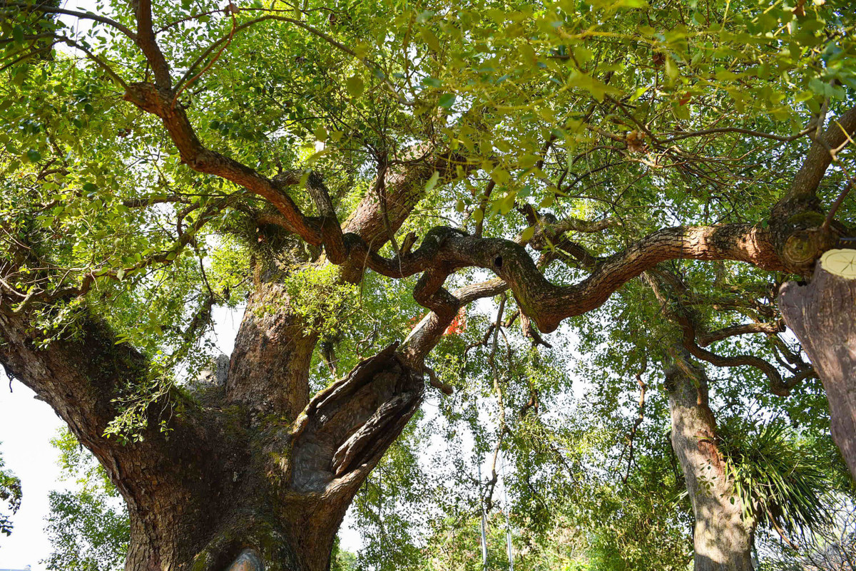 Xưa kia, vua Lê Cảnh Hưng (1740-1786) đã sắc phong cho cây là “Quốc chúa đô mộc Dã Đại vương” (cây dã hương lớn nhất nước). Tới sau này, năm 1989, Bộ Văn hóa – Thông tin xếp cây dã hương ở Bắc Giang nằm trong quần thể cụm di tích quốc gia (gồm cây dã hương, đình Viễn Sơn, chùa Phúc Quang, đình Thuận Hòa, đền Thánh Cả).