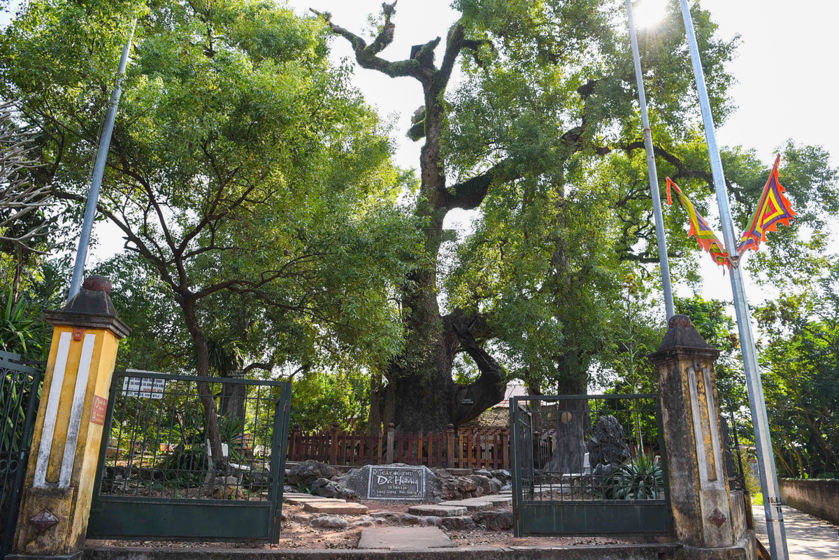 Đến năm 2012, cây dã hương được công nhận là Cây di sản Việt Nam.