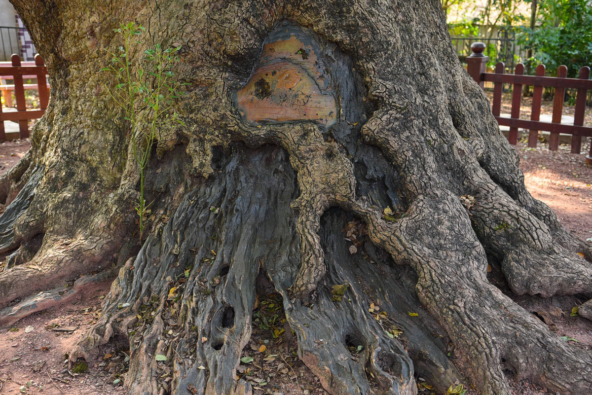 Cũng theo GS.TSKH Đặng Huy Huỳnh, cây dã hương không chỉ có giá trị về văn hoá mà còn có giá trị về lịch sử. Điều quan trọng nhất là việc con người Việt Nam bảo vệ để tri ân những bậc tiền nhân đã trồng cây dã hương từ ngàn năm trước này.