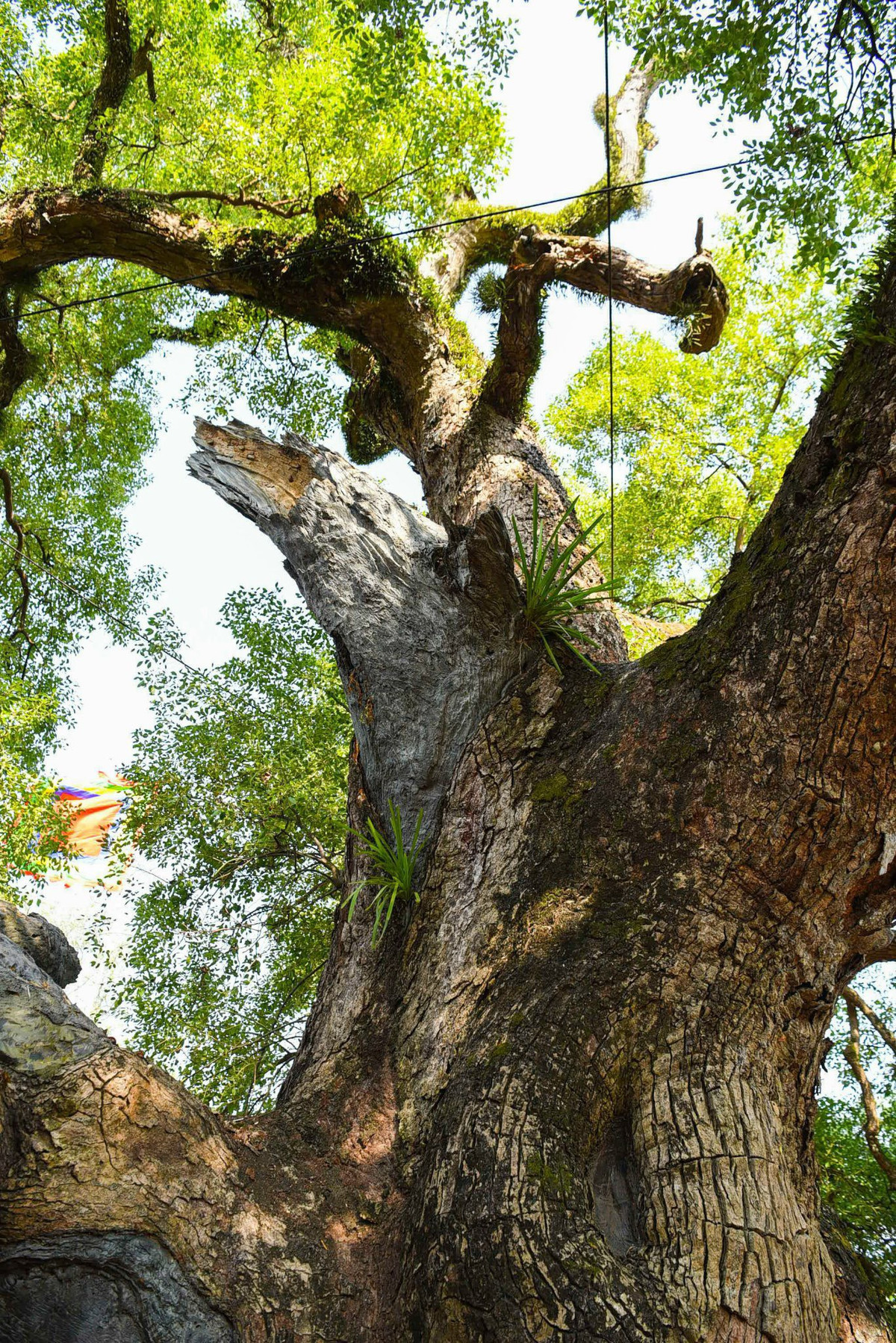 "Việc bảo tồn các cây di sản cổ thụ của Việt Nam cực kì quan trọng đối với hiện nay và cả tương lai." Phó Chủ tịch Hội Bảo vệ Thiên nhiên và Môi trường Việt Nam nhấn mạnh. 