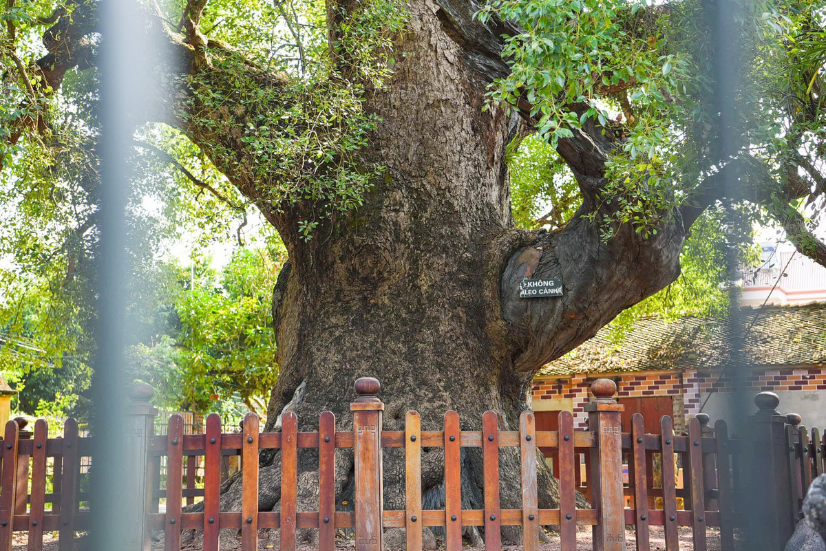 Chu vi thân cây chỗ to nhất đo được đến 17,4m, khoảng 8 người ôm. Chiều cao 36m, lớp vỏ cây dày trung bình khoảng 15cm.