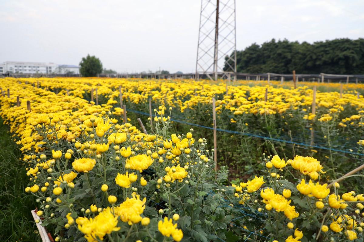  Tây Tựu (Bắc Từ Liêm) là làng trồng hoa lớn nhất Hà Nội. Với lịch sử gần 100 năm làm nghề, làng đã đạt danh hiệu "Làng nghề truyền thống Hà Nội" vào tháng 3/2017. Làng chuyên cung cấp hoa tươi cho các tỉnh phía Bắc và chủ yếu là nội thành Hà Nội. 