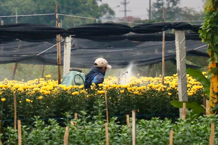 Nghề trồng hoa rất vất vả. Để có những cây hoa đẹp, người nông dân phải dậy sớm tưới nước, bấm ngọn tỉa mầm, bón phân, phun thuốc trừ sâu… Ngoài ra, còn phải thường xuyên theo dõi cây để có biện pháp phòng trị, xử lý kịp thời sao cho cây được phát triển trong điều kiện tốt nhất.