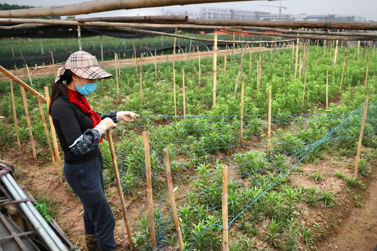 Hơn thế, ngoài công chăm bón, trồng hoa còn phụ thuộc nhiều vào yếu tố thời tiết.