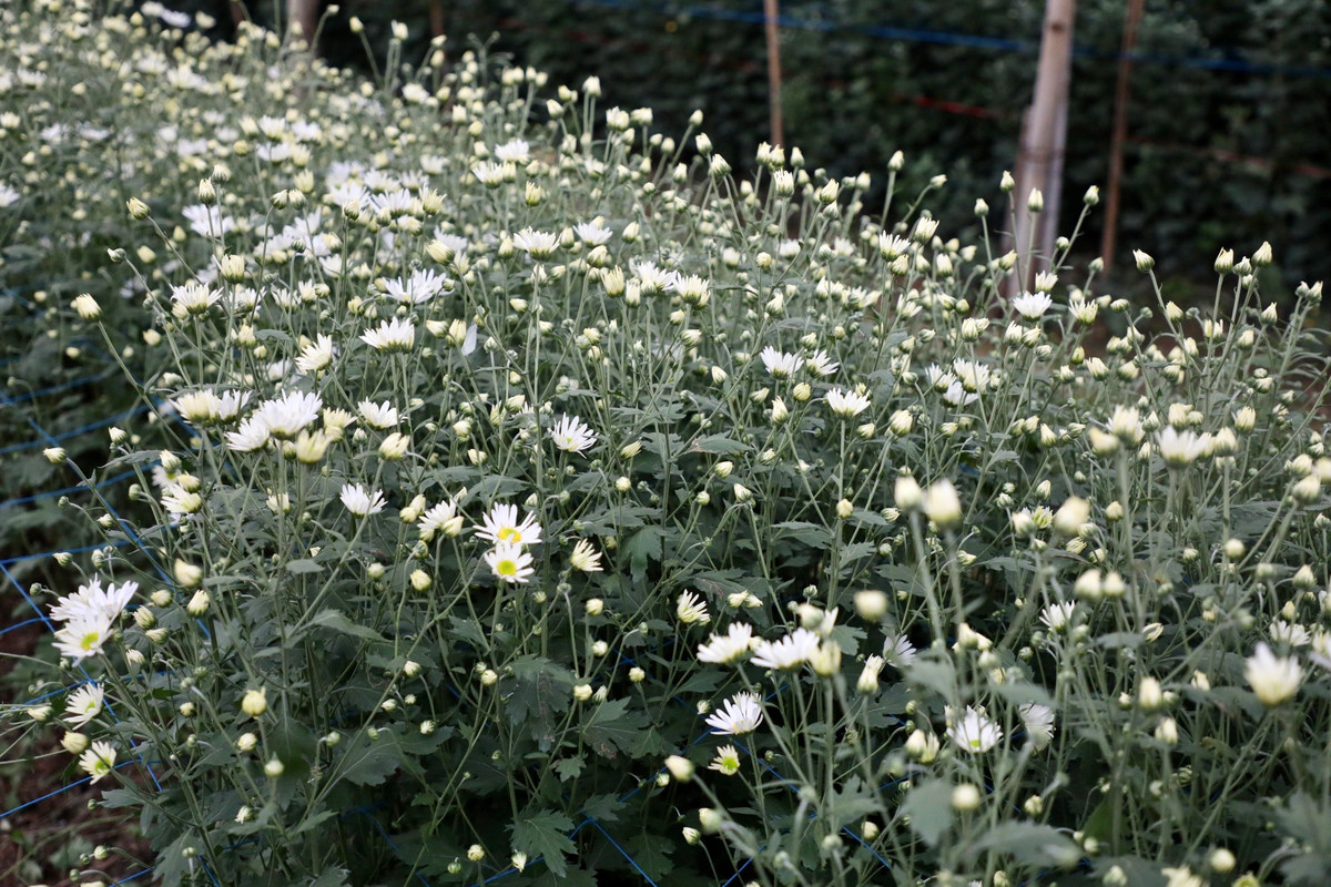 Hoa cúc năm nay có giá khoảng 3.000 đồng/cành (giá xuất từ vườn).