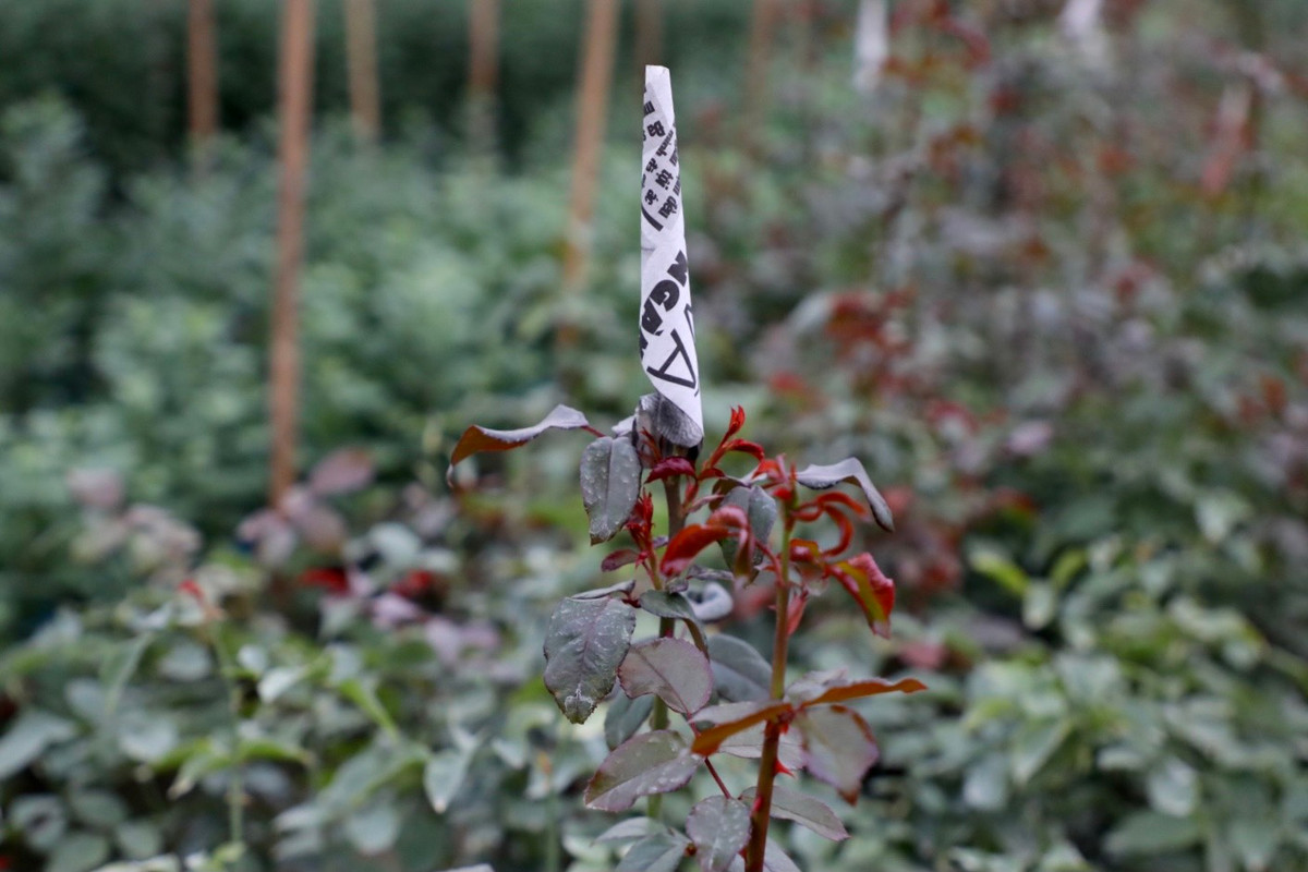 Những bông hoa hồng đều được bọc báo để cánh hoa dài và đẹp hơn, ngoài ra còn để tránh sương, gió.