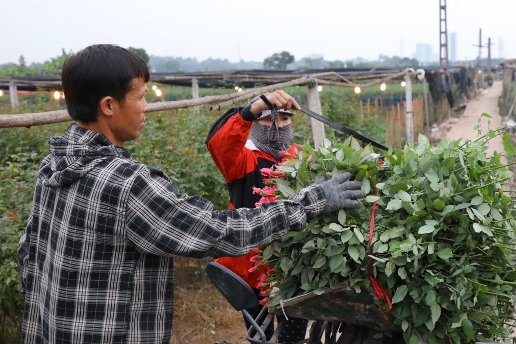 Người nông dân thu hoạch những bông đã nở để bán trước, những nụ to sẽ thu hoạch cho rằm tháng Chạp, những cây nụ mới để dành phục vụ Tết Âm lịch.