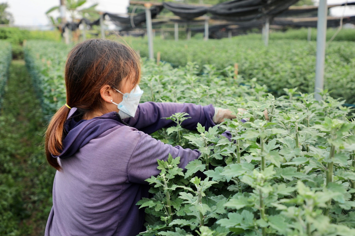 Chị Đặng Thị Hương, chủ một vườn hoa tại Làng hoa Tây Tựu, chuyên trồng các loại hoa cúc cho biết: “Năm nay thời tiết không ủng hộ, đợt nắng nóng kéo dài, lạnh muộn làm ảnh hưởng đến quá trình phát triển của cây, nhiều nhà còn đang lo hoa nở trước Tết. Các loại giống, phân bón, thuốc trừ sâu hay tiền công thuê người làm đều cao. Năm nay làm kém xa năm trước.”