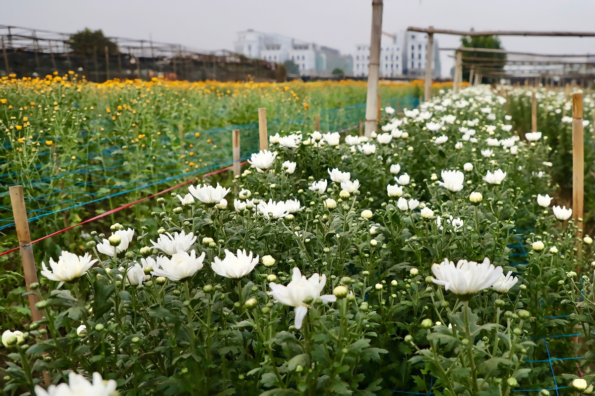 Theo các chủ vườn, phần lớn hoa sẽ được đổ buôn cho các chợ hoa đầu mối, sau đó sẽ được bán đi khắp các tỉnh phía Bắc.