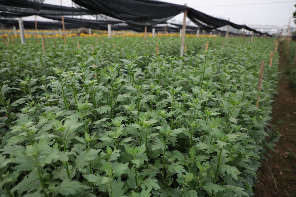 Những luống hoa cúc để bán ngày Tết.