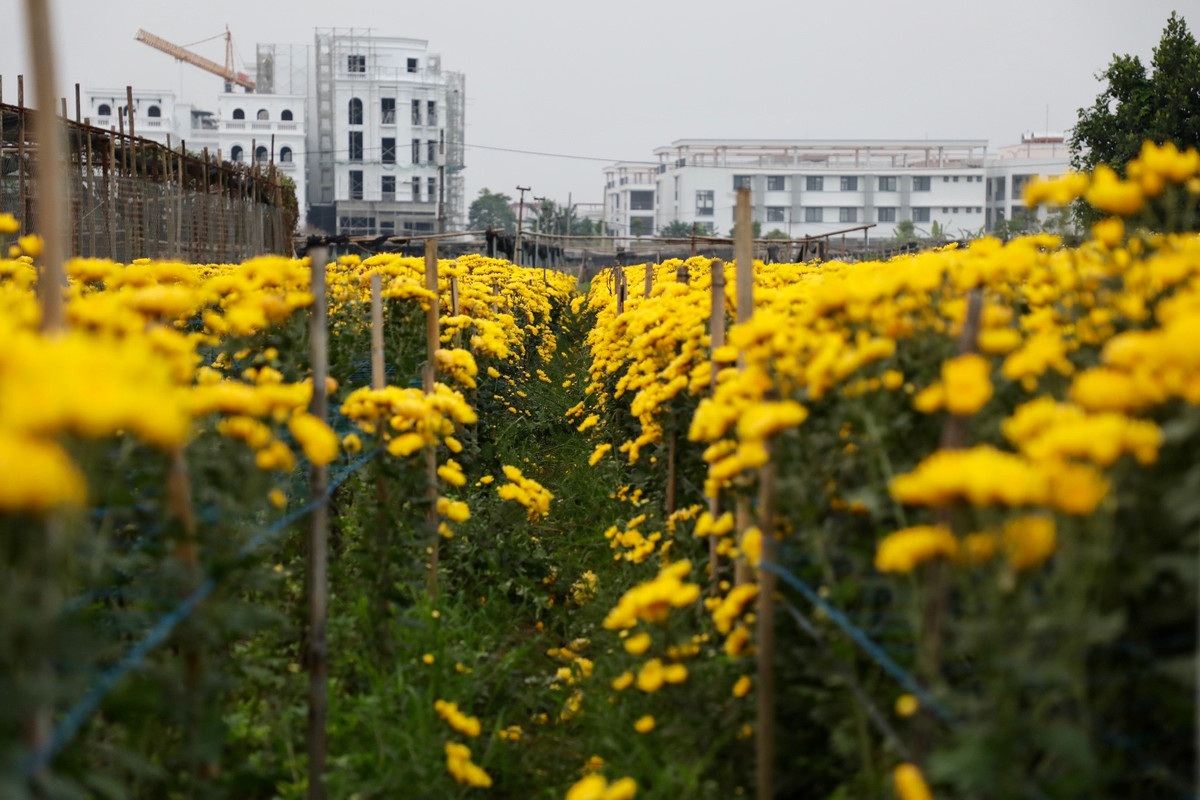 Theo các chủ vườn, tình hình nông sản năm nay khó khăn hơn năm trước, thời tiết không thuận lợi, hoa mất giá và lượng tiêu thụ chậm.