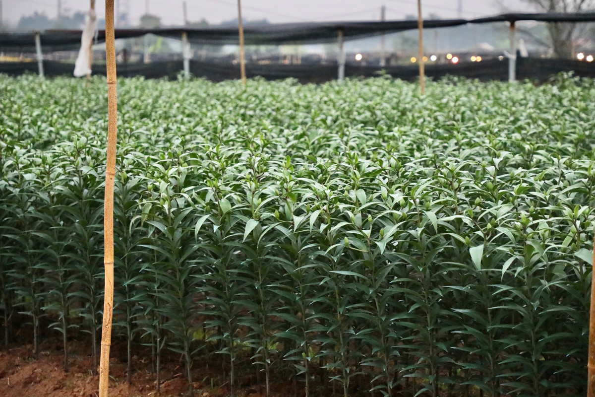 Năm nay số hộ trồng hoa ly ít hơn mọi năm, bởi trồng hoa ly cần vốn lớn, rủi ro nhiều, trong khi lượng tiêu thụ năm nay kém.