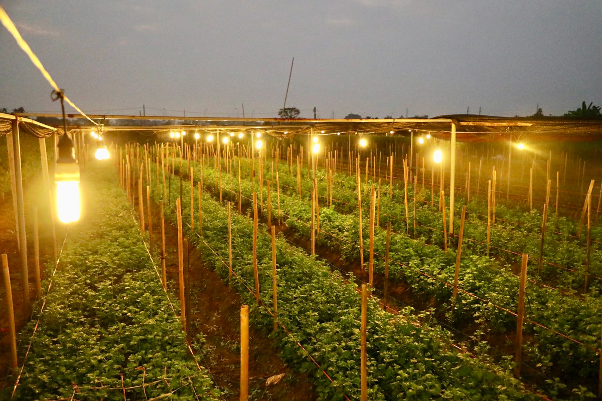 Hiện nay người dân Làng hoa Tây Tựu đã trồng hoa cả bốn mùa và có hoa bán quanh năm nhờ áp dụng kỹ thuật tiên tiến trong việc chọn, nhân giống và chăm sóc hoa.