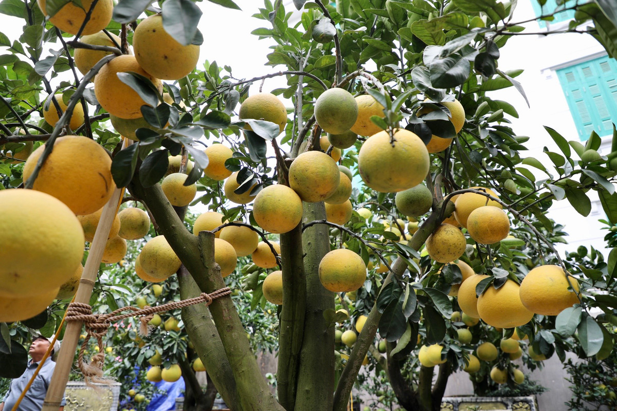 Do là dòng bưởi cảnh, quả trên cây ít nên phải ghép thêm quả. Lượng quả ghép chiếm khoảng 70%, quả thật chỉ 30%, đều là giống bưởi Diễn.