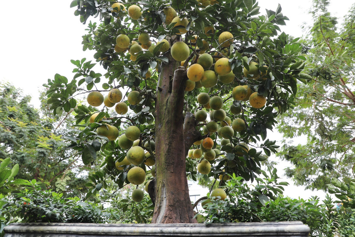 Cây bưởi cảnh cổ thụ có tuổi đời trên 50 năm, dáng trực được ông Thắng chào bán 100 triệu đồng.