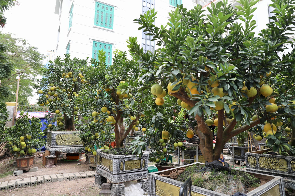 "Chậu bưởi cảnh nhỏ nhất có giá dao động khoảng 3,5 - 4 triệu đồng/cây; chậu to sẽ đắt hơn, vài chục triệu đồng cũng có, tuỳ thuộc vào độ to của gốc, số quả và tuổi đời."