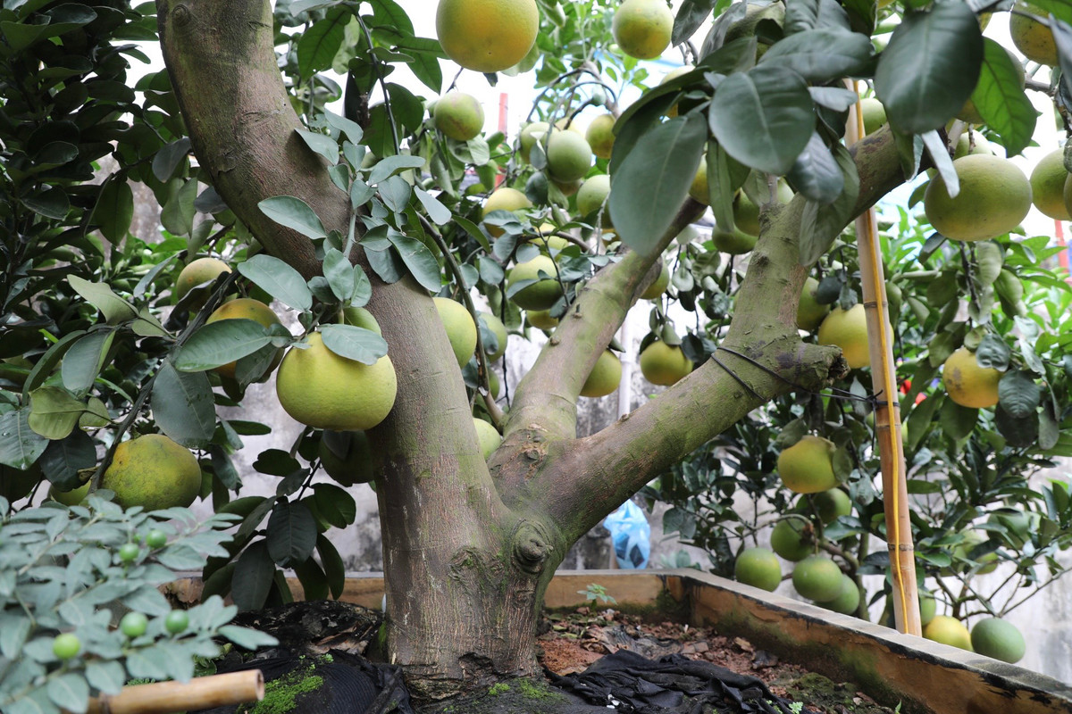 Theo chủ nhà vườn, bưởi cảnh có nhiều kiểu dáng độc lạ như: dáng huyền, dáng trực, tam đa, song thân… Để hoàn chỉnh một cây đưa lên chậu được phải mất ít nhất 3 năm chăm sóc.