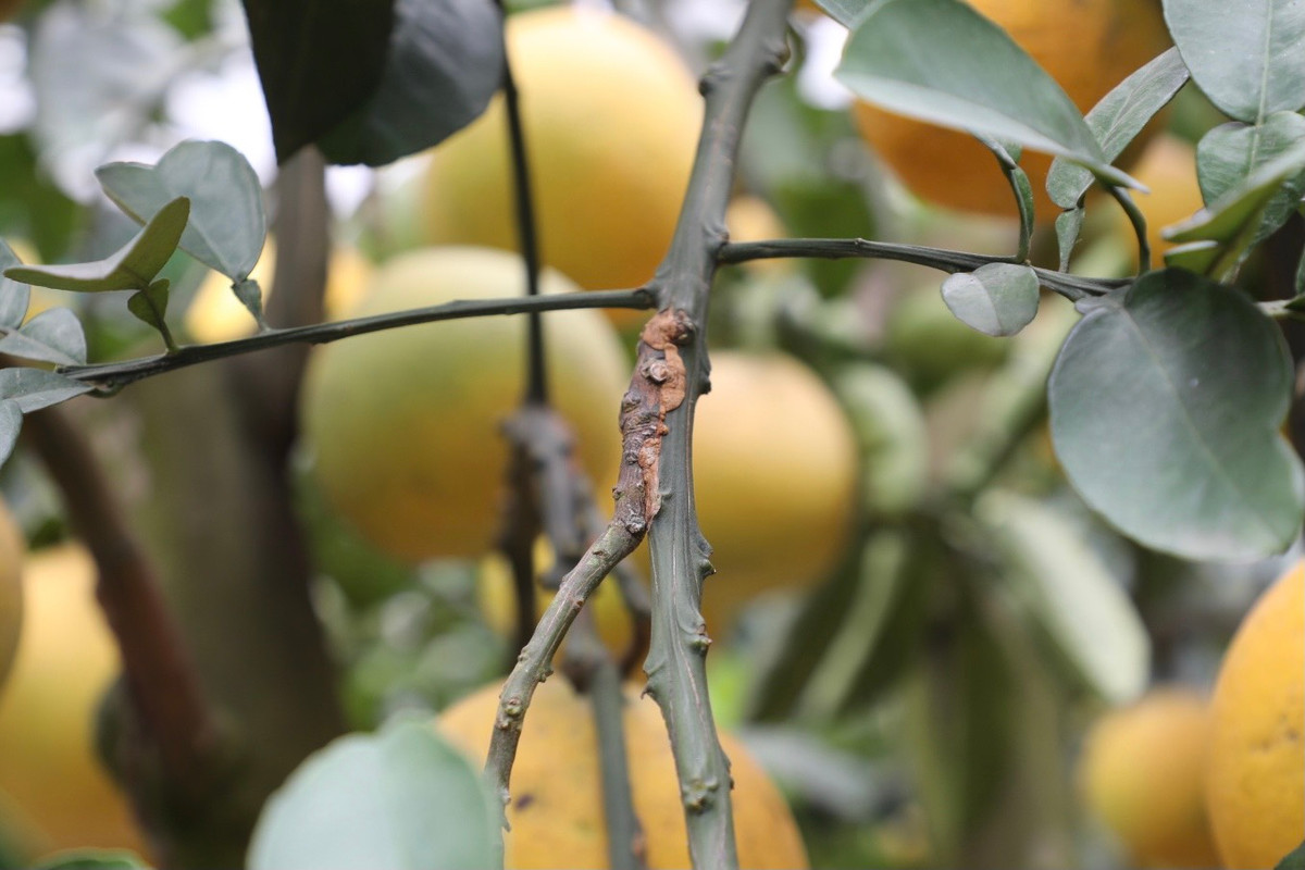 Có thể nhìn rõ vết ghép quả. Công đoạn ghép quả diễn ra vào khoảng tháng 3, tháng 4 để đúng dịp Tết Âm lịch cây sẽ có quả.