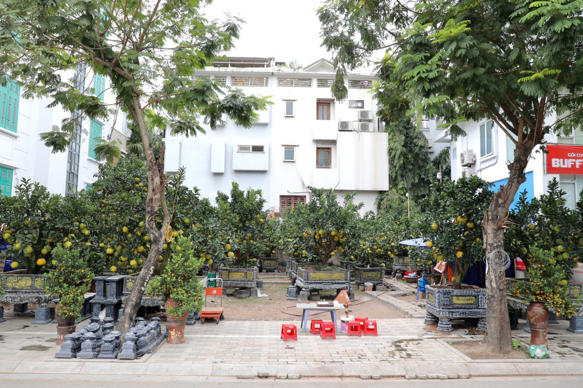 Còn hơn một tháng nữa mới đến Tết Nguyên đán Quý Mão 2023, nhưng những ngày gần đây bưởi cảnh đã bắt đầu nhộn nhịp, được bày bán trên đường Lạc Long Quân (quận Tây Hồ, Hà Nội).