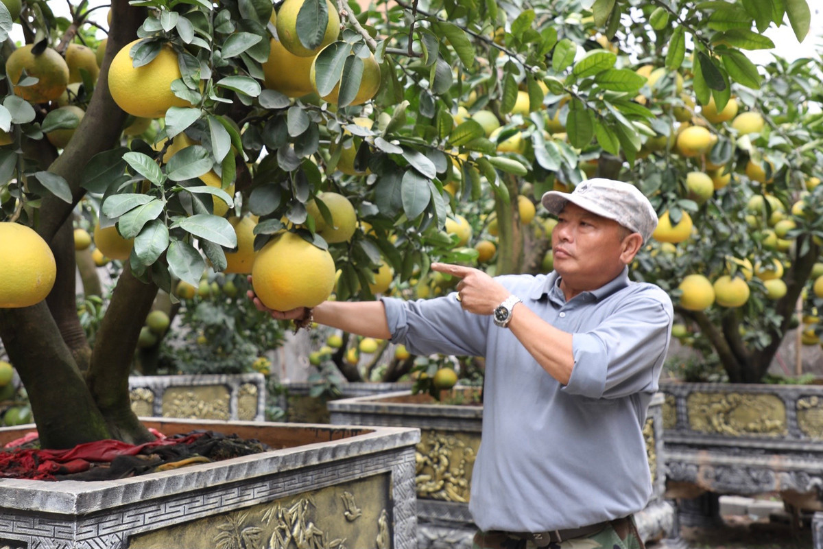 Ông Nguyễn Kim Thắng, chủ nhà vườn Kim Thắng (huyện Hoài Đức, Hà Nội) cho biết: "Tôi đã vận chuyển cây ra đây bán được gần một tháng. Năm ngoái ảnh hưởng dịch bệnh, tình hình kinh tế khó khăn chung nên tôi không dám tung ra thị trường nhiều cây. Năm nay đã ổn định nên tôi làm số lượng cây nhiều hơn."