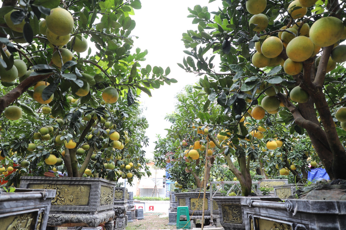 Dự đoán sức mua năm nay sẽ tăng cao, ông Thắng đưa ra thị trường khoảng 160 cây, nhiều gấp đôi năm trước.