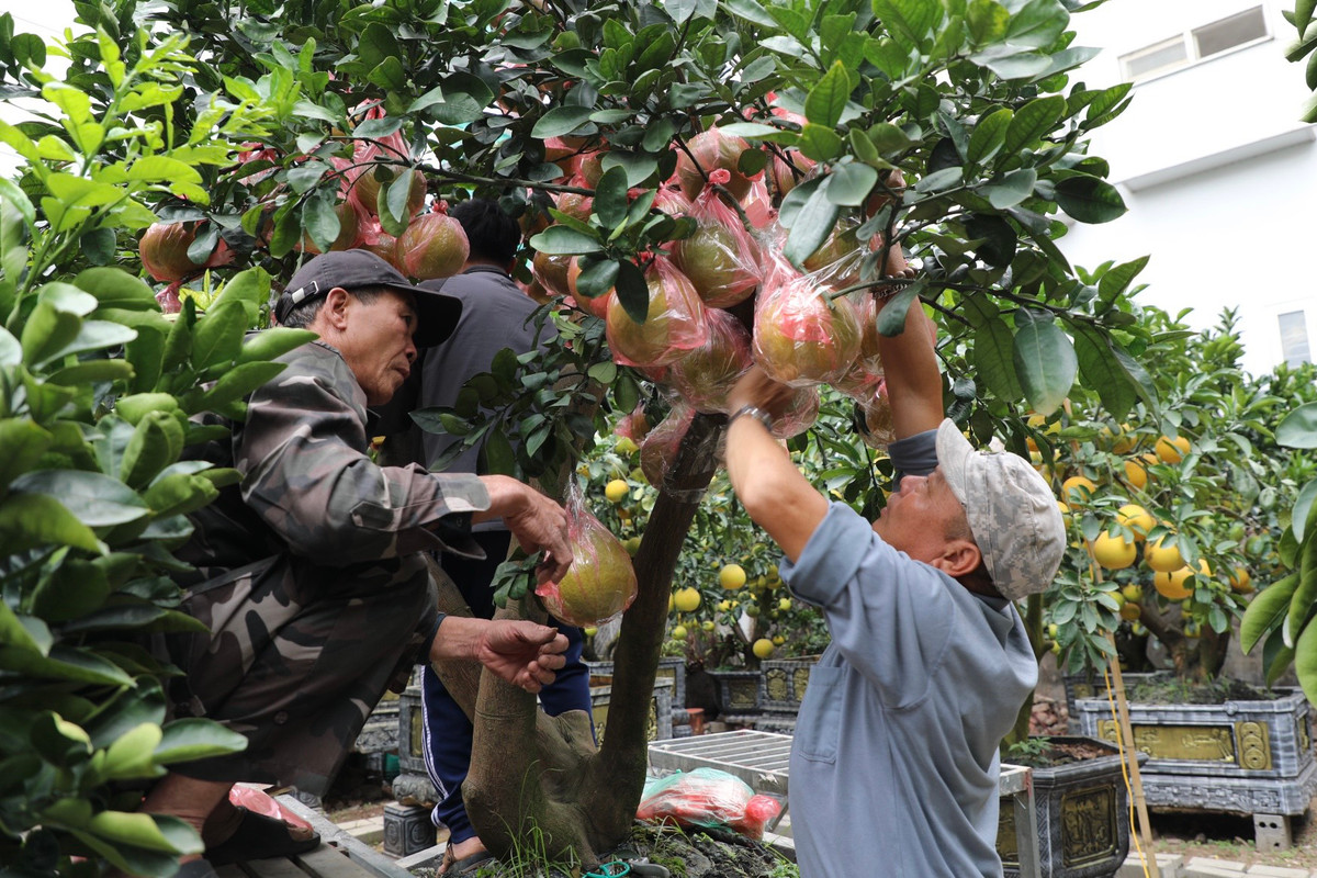 Khi có khách mua, nhà vườn sẽ dùng túi lilon, băng dính cuốn cố định quả lại tránh việc rung lắc, rơi quả khi vận chuyển.