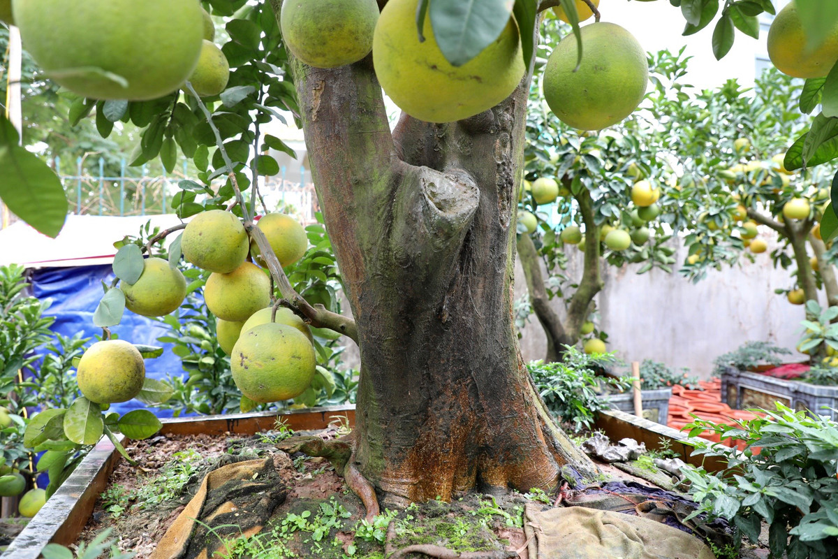 Gốc cây cổ thụ to, sần sùi, thô ráp.