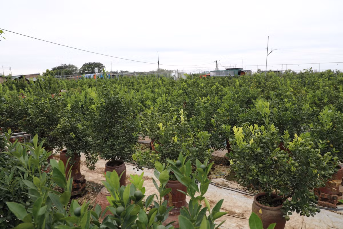 Ông Xuân Linh (60 tuổi, chủ vườn quất tại làng Tứ Liên) cho biết: "Hiện tại quất vẫn còn xanh, nhưng thời điểm này quất chín rất nhanh, chỉ khoảng 1 tháng nữa thôi là quất sẽ chín vàng. Quá trình chăm sóc quất rất vất vả, thường xuyên phải chăm nom, bón bằng phân sinh học, phun thuốc bảo vệ cây... Chi phí phun thuốc trừ sâu tốn kém khoảng 15 - 20 triệu đồng/1 sào."