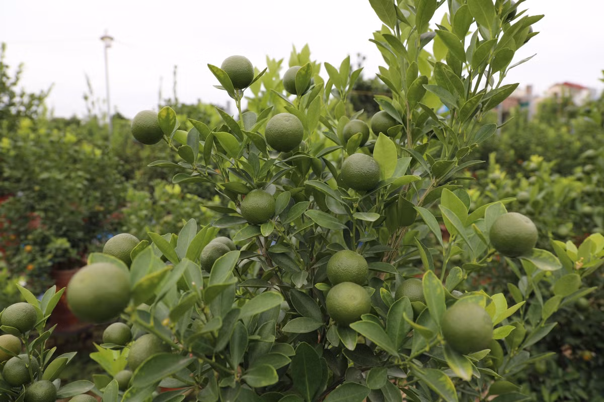 Những chùm quất còn non, lá và quả xanh ngắt một màu.